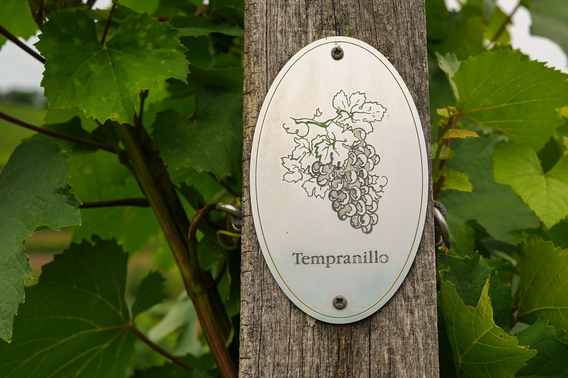 International Tempranillo Day