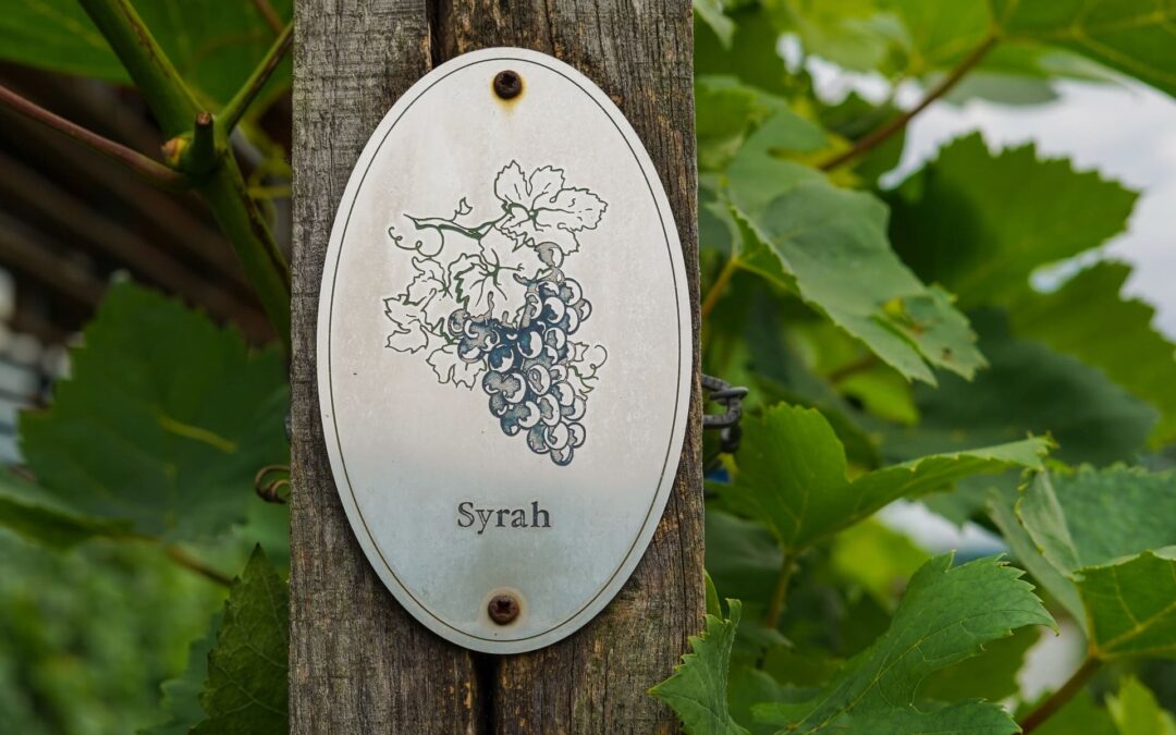 International Syrah Day